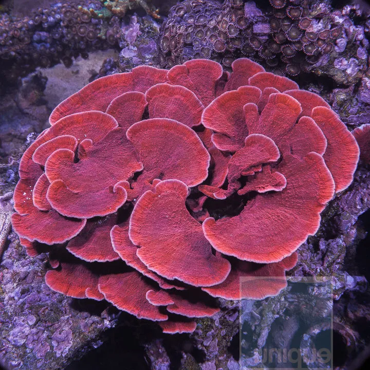 Unique Corals Red Monti Cap Stock Frag