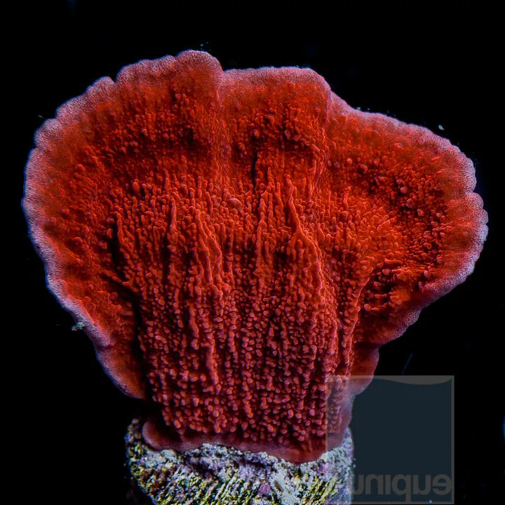 Unique Corals Red Monti Cap Stock Frag