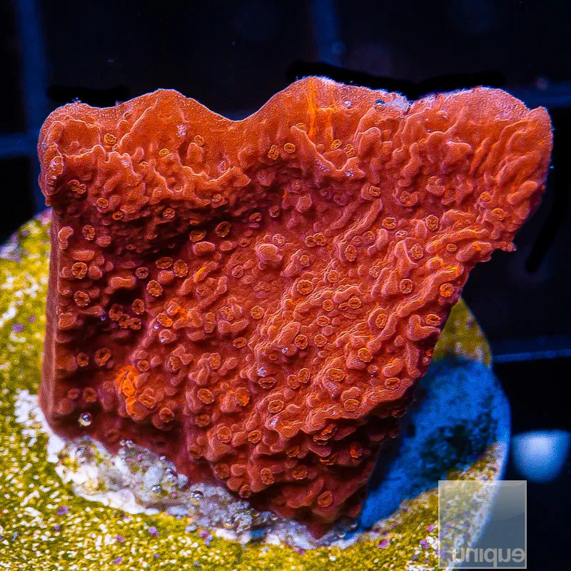 Unique Corals Red Monti Cap Stock Frag