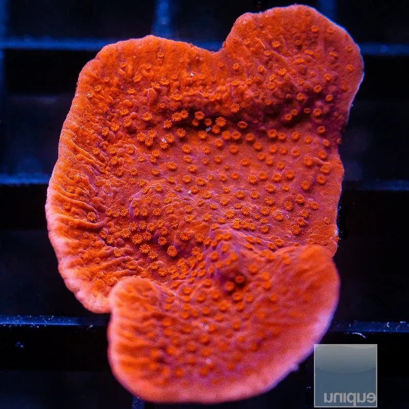 Unique Corals Red Monti Cap Stock Frag