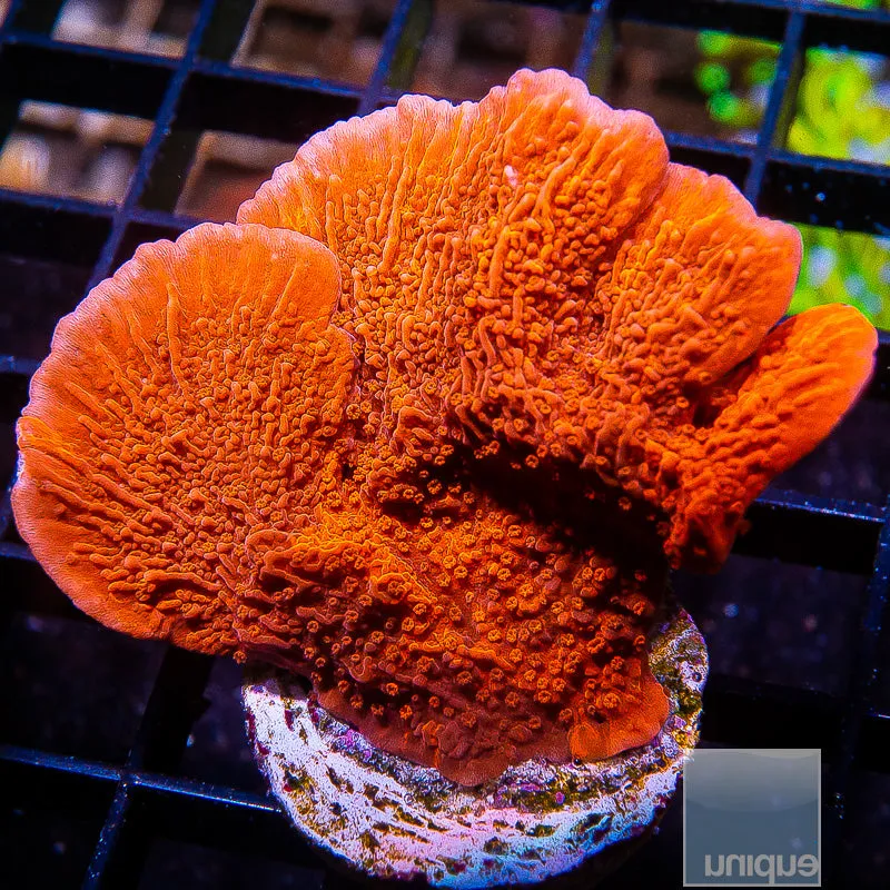 Unique Corals Red Monti Cap Stock Frag